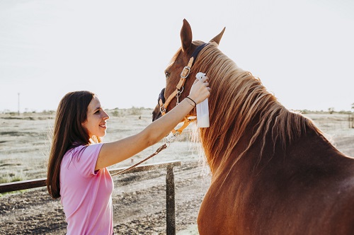 Où se procurer les meilleurs produits de soins pour chevaux ?