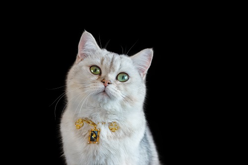 collier pour chat