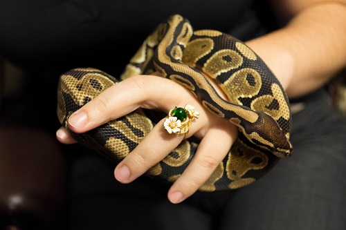Pourquoi opter pour un python royal comme animal de compagnie ?